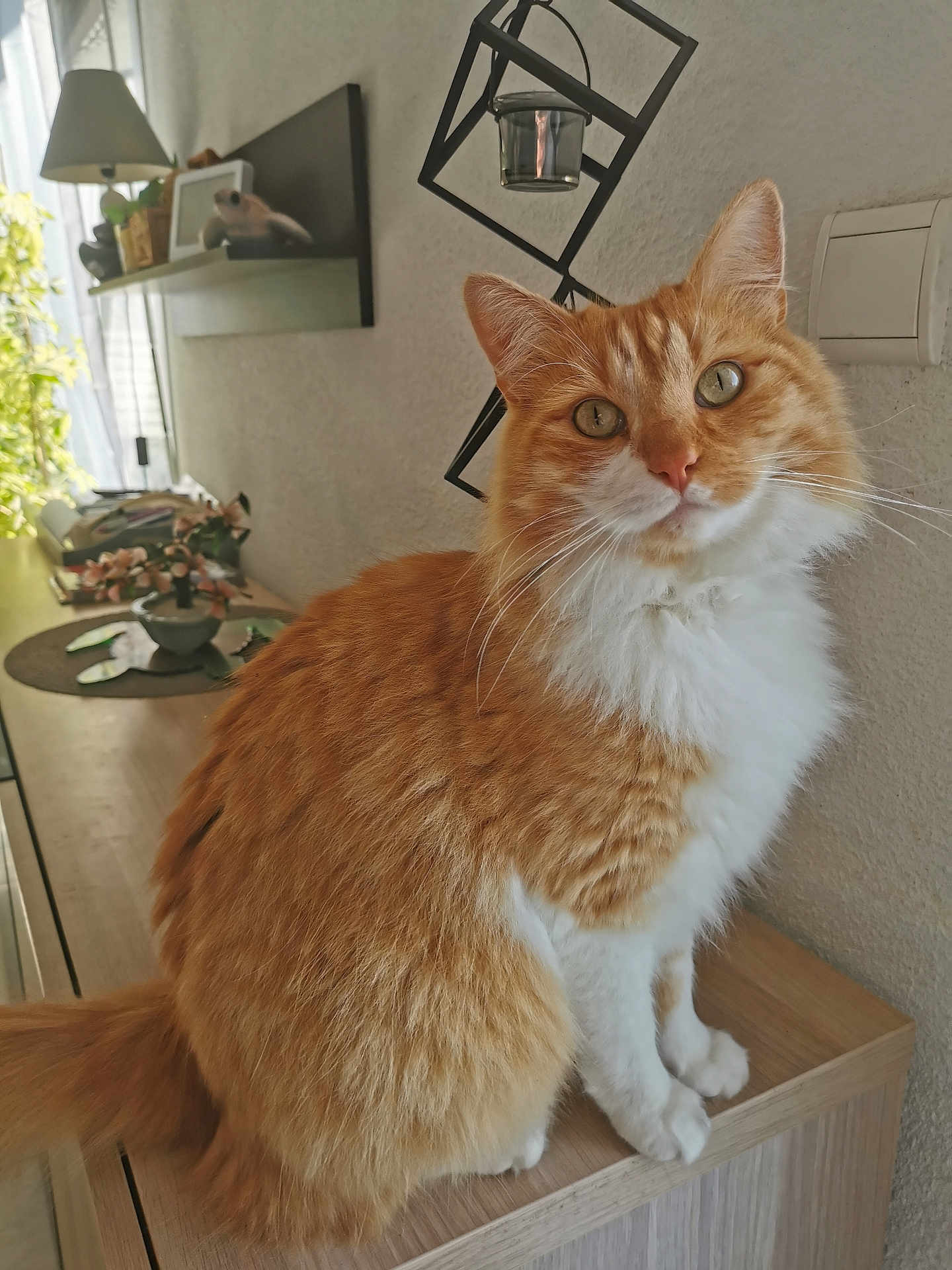 Simba