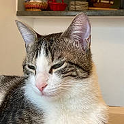 Vanille a rejoint le concours — aidez-le/la à gagner de superbes lots ! cat, tabby, white_fur, indoor, relaxed, close_up, pet, animal, feline, ears, whiskers, nose, eyes, household, kitchen, mugs, baskets, shelf, fur, portrait