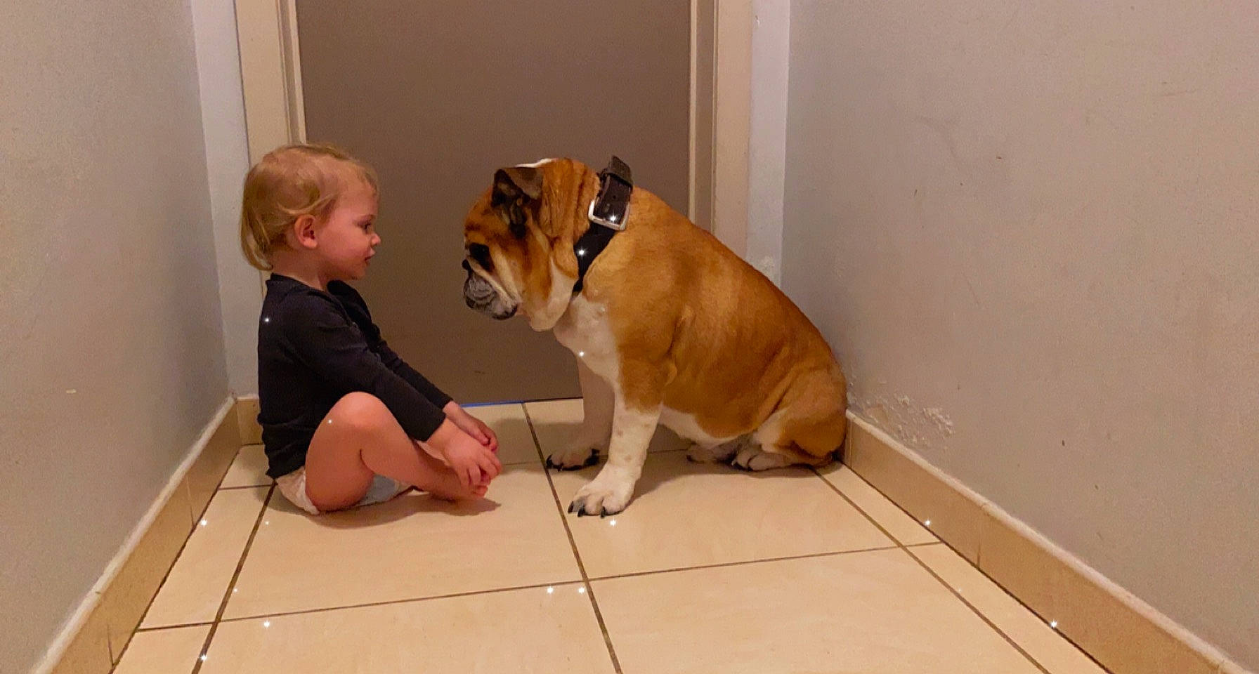 Cheryl a rejoint le concours — aidez-le/la à gagner de superbes lots ! arm, bulldog, canidae, carnivore, comfort, companion_dog, dog, dog_breed, fawn, floor, flooring, hardwood, knee, person, snout, sporting_group, tail, toddler, wood, wood_flooring