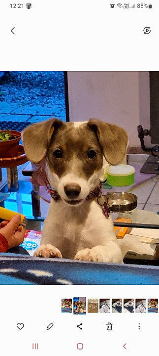 Léa a rejoint le concours — aidez-le/la à gagner de superbes lots ! canidae, carnivore, chair, collar, companion_dog, dog, dog_breed, dog_supply, fawn, gas_stove, kitchen_appliance, paw, pet_supply, serveware, sporting_group, tableware, working_animal, working_terrier