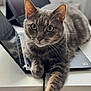 Sushi participe au concours pour gagner de l'argent avec cette photo : cat, gray_tabby, laptop, desk, indoor, feline, paw, cable, curious, closeup, computer, pet, animal, whiskers, ears, relaxed, household, technology, table, focus