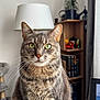 Sushi participe au concours pour gagner de l'argent avec cette photo : cat, tabby, green_eyes, whiskers, indoor, lamp, bookshelf, books, desk, monitor, computer_screen, curtains, cat_tree, furniture, home_office, closeup, pet, animal, portrait, focused