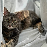 Sushi participe au concours pour gagner de l'argent avec cette photo : cat, tabby, pet, animal, indoor, window, fabric, white, paw, stretching, relaxed, fur, green_eyes, natural_light, hammock, curious, calm, striped, closeup, resting