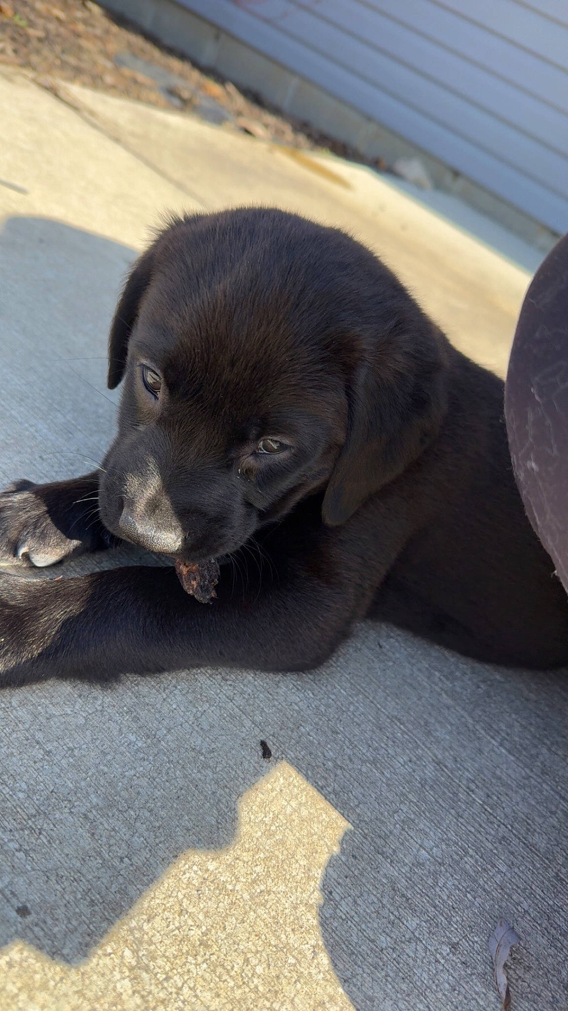 Lilly Mae joined the competition — help win amazing prizes! borador, canidae, carnivore, claw, comfort, companion_dog, dog, dog_breed, fur, liver, paw, sporting_group, tail, terrestrial_animal, working_animal