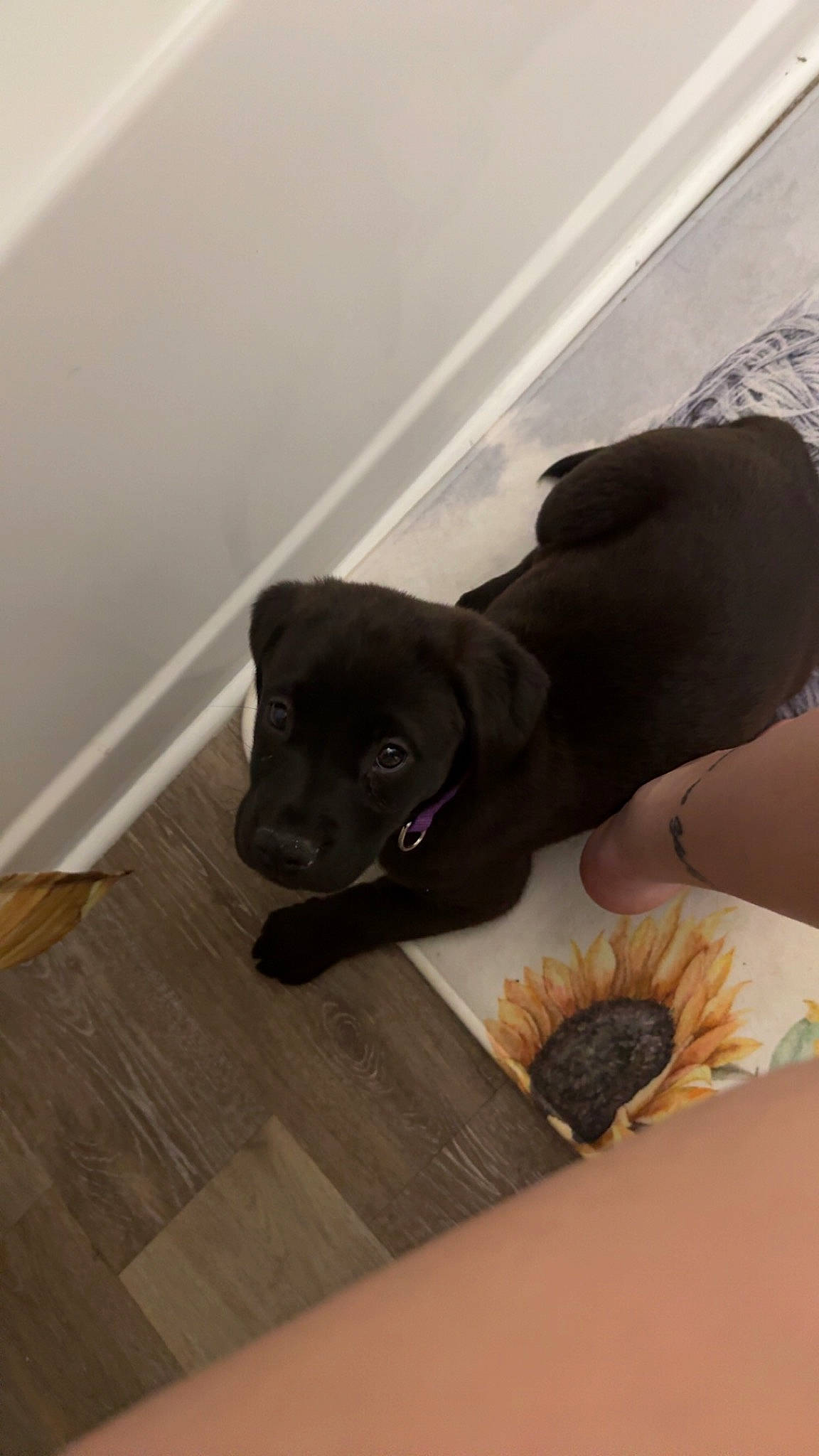 Lilly Mae joined the competition — help win amazing prizes! canidae, carnivore, companion_dog, dog, dog_breed, fawn, flooring, fur, guard_dog, hardwood, laminate_flooring, liver, room, sporting_group, tail, terrestrial_animal, toy_dog, wood, wood_flooring, working_animal