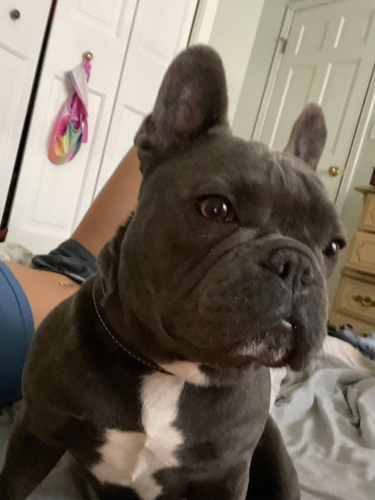 Zeus joined the competition — help win amazing prizes! bulldog, canidae, carnivore, collar, comfort, companion_dog, dog, dog_breed, dog_collar, ear, fawn, french_bulldog, fur, molosser, non_sporting_group, snout, sporting_group, whiskers, working_animal, wrinkle