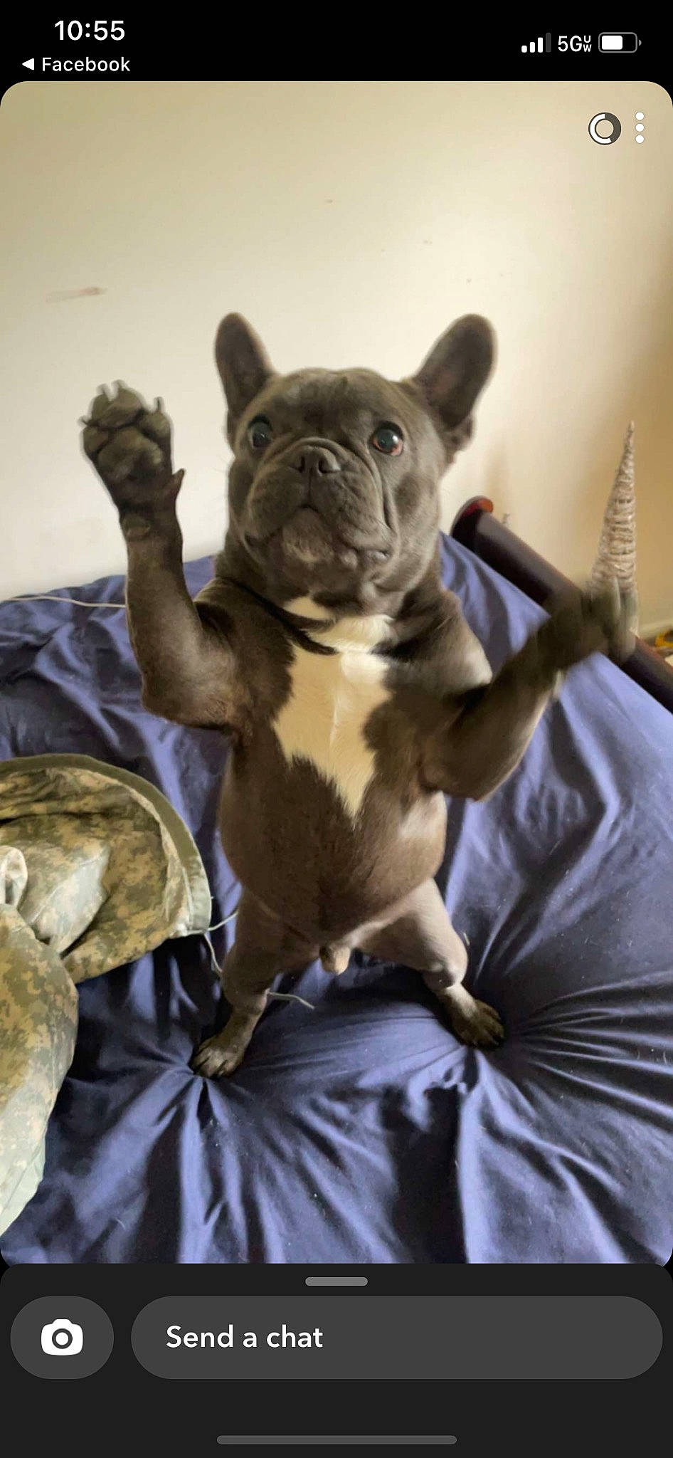 Zeus is registered to the contest to win money with this photo: bulldog, canidae, carnivore, club_chair, comfort, companion_dog, dog, dog_breed, fawn, felidae, fur, linens, molosser, snout, sporting_group, terrestrial_animal, toy_dog, whiskers, working_animal, wrinkle