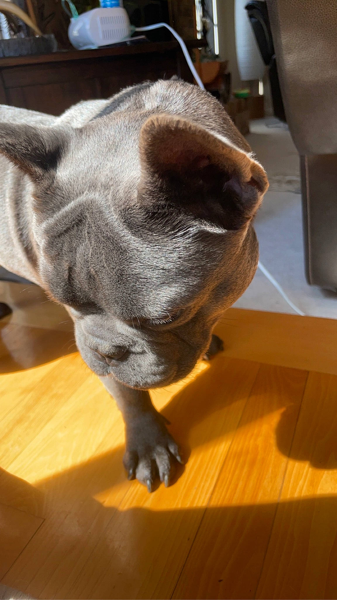 Zeus joined the competition — help win amazing prizes! carnivore, comfort, companion_dog, dog, dog_breed, ear, fawn, flooring, foot, fur, gesture, hardwood, liver, snout, sporting_group, tail, terrestrial_animal, whiskers, wood, working_animal