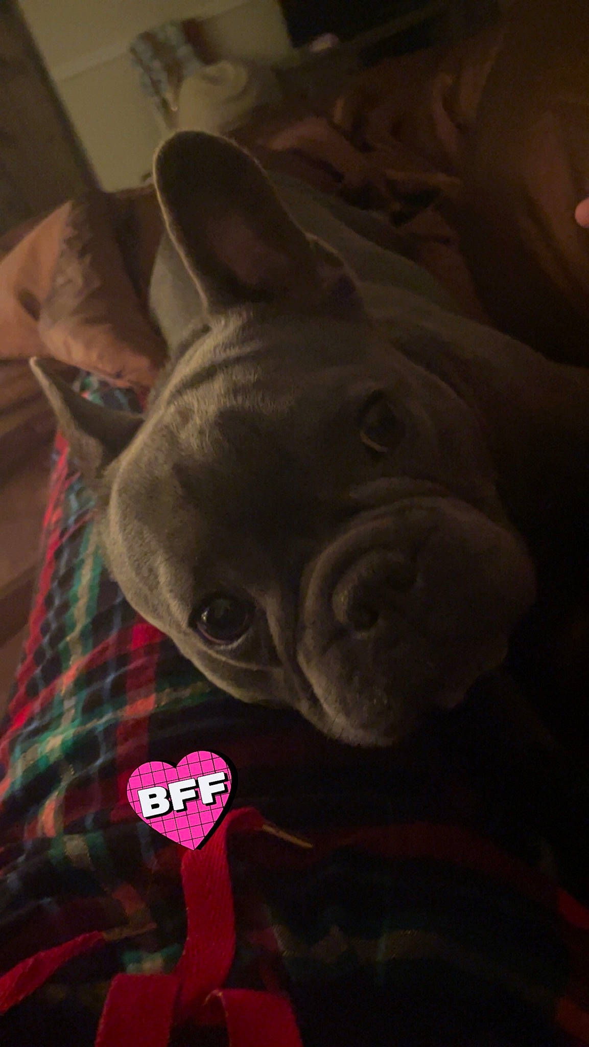 Zeus is registered to the contest to win money with this photo: art, canidae, carmine, carnivore, companion_dog, darkness, dog, dog_breed, ear, felidae, grey, pattern, plaid, sculpture, snout, tartan, terrestrial_animal, toy_dog, whiskers, wrinkle