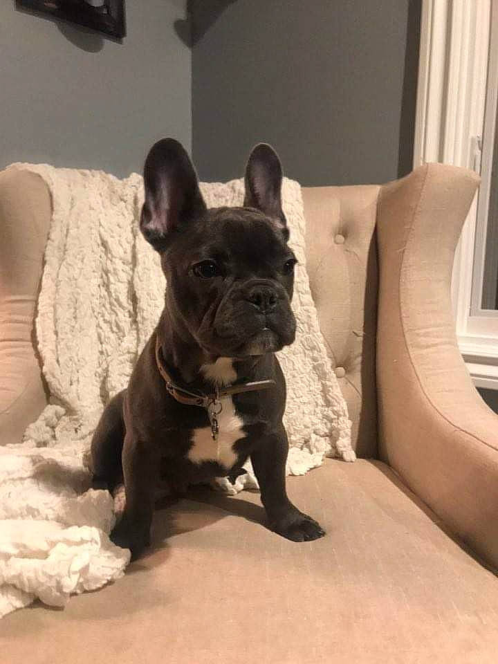 Zeus is registered to the contest to win money with this photo: bulldog, canidae, carnivore, club_chair, comfort, companion_dog, curtain, dog, dog_breed, ear, fawn, french_bulldog, snout, sporting_group, terrestrial_animal, toy_dog, whiskers, window, window_treatment, working_animal