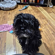 Kirby is registered to the contest to win money with this photo: dog, black_dog, pet, indoor, wooden_floor, dog_bed, toy, furniture, shelf, photograph, home, flooring, cozy, casual, animal, fur, cute, companion, living_room, domestic