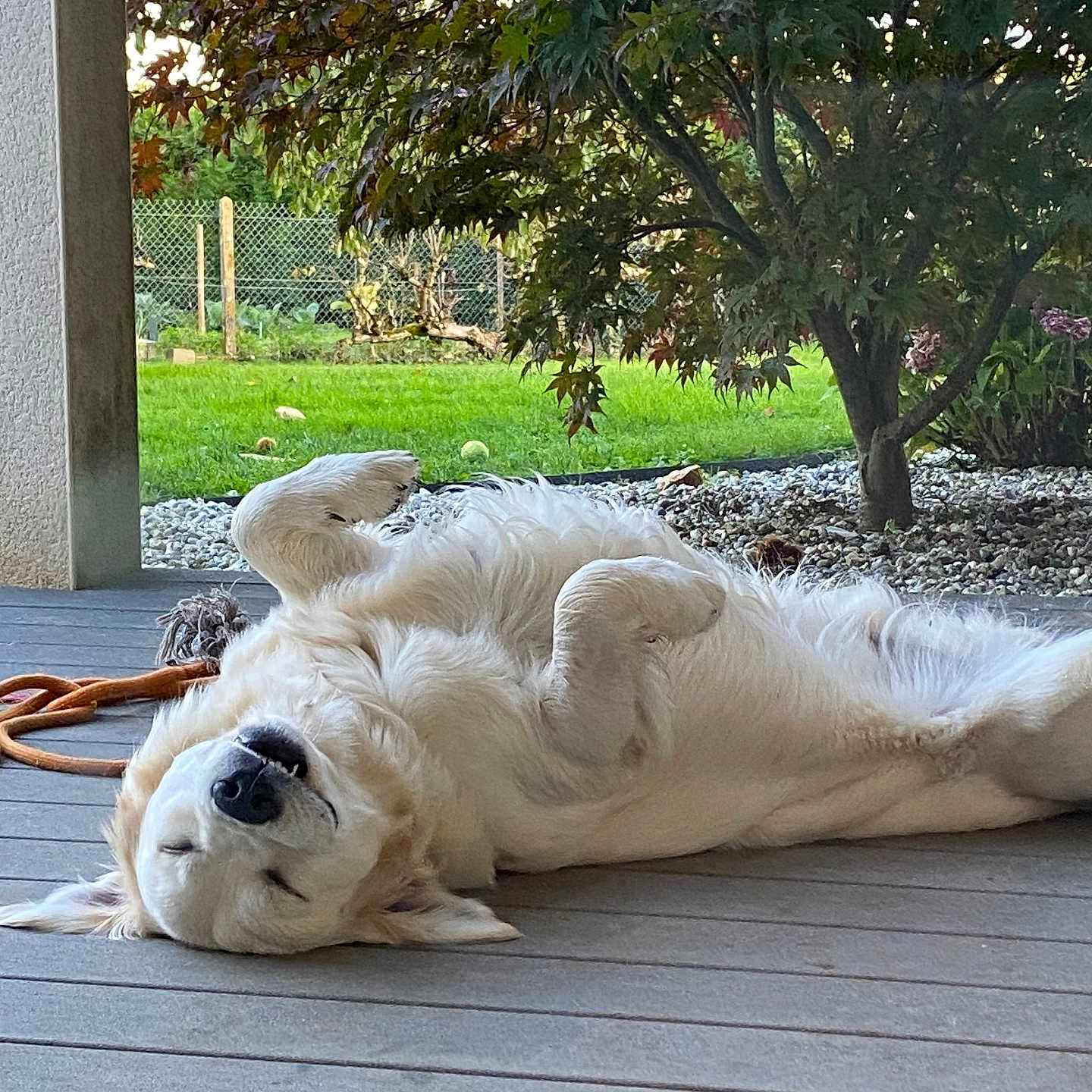 Looping a rejoint le concours — aidez-le/la à gagner de superbes lots ! animal, architecture, backyard, canine, dog, grass, indoors, interiordesign, nature, outdoors, park, pet, plant, pottedplant, puppy, tree, vegetation, whitedog, wood, yard