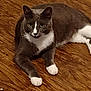 animal, cat, close_up, curious, domestic_animal, ears, feline, floor, fur, grey_cat, indoor, laying_down, looking_at_camera, mammal, paws, pet, relaxed, whiskers, white_paws, wooden_floor
