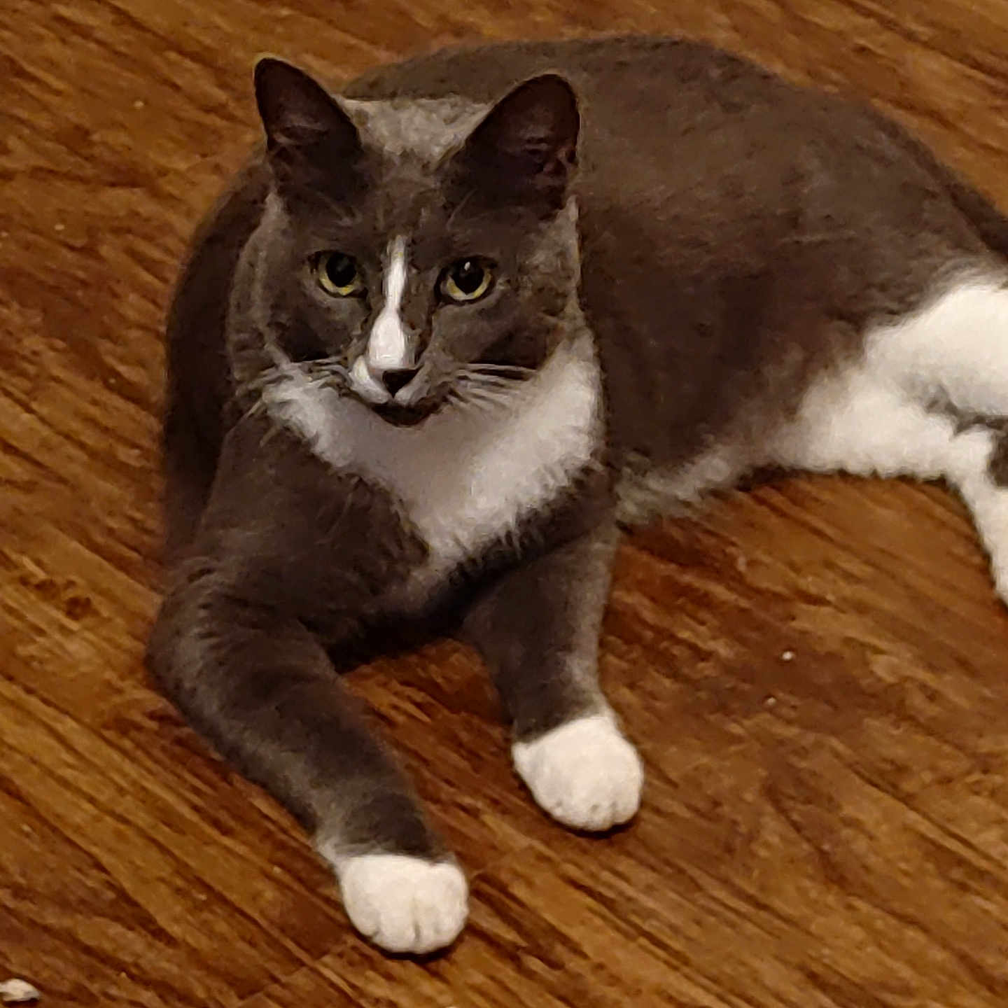 Mr Bullaoo is registered to the contest to win money with this photo: animal, cat, close_up, curious, domestic_animal, ears, feline, floor, fur, grey_cat, indoor, laying_down, looking_at_camera, mammal, paws, pet, relaxed, whiskers, white_paws, wooden_floor