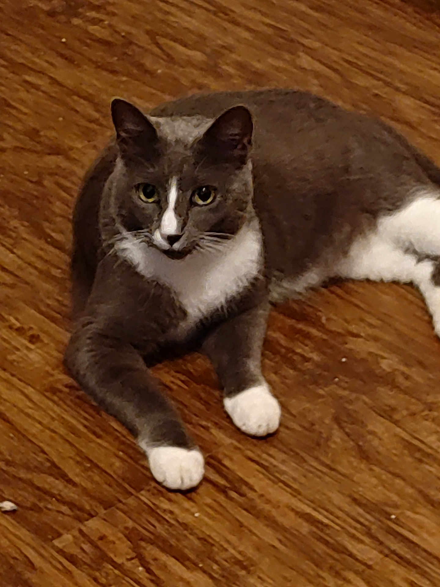 Mr Bullaoo is registered to the contest to win money with this photo: animal, cat, close_up, curious, domestic_animal, ears, feline, floor, fur, grey_cat, indoor, laying_down, looking_at_camera, mammal, paws, pet, relaxed, whiskers, white_paws, wooden_floor