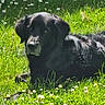 animal, black_dog, canine, closeup, daylight, dog, flowers, fur, grass, greenery, lying_down, meadow, nature, outdoor, peaceful, pet, portrait, relaxing, summer, sunlight