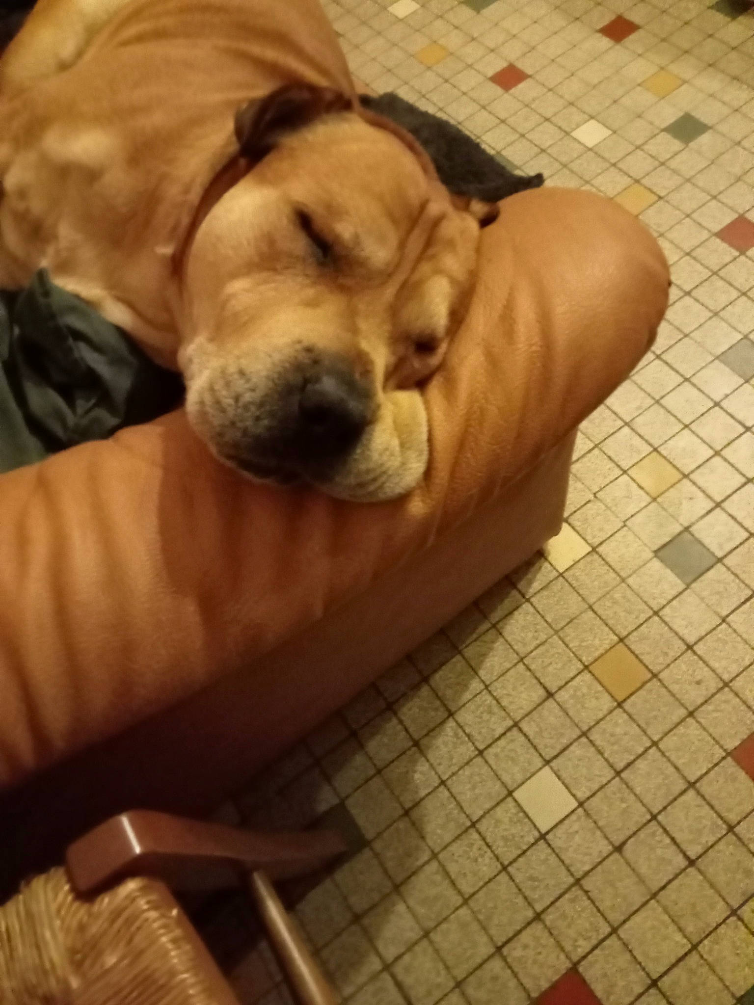 Minos a rejoint le concours — aidez-le/la à gagner de superbes lots ! carnivore, chair, comfort, companion_dog, dog, dog_breed, fawn, flooring, fur, hardwood, human_leg, kitchen_utensil, paw, retriever, snout, sporting_group, tail, whiskers, wood, working_animal