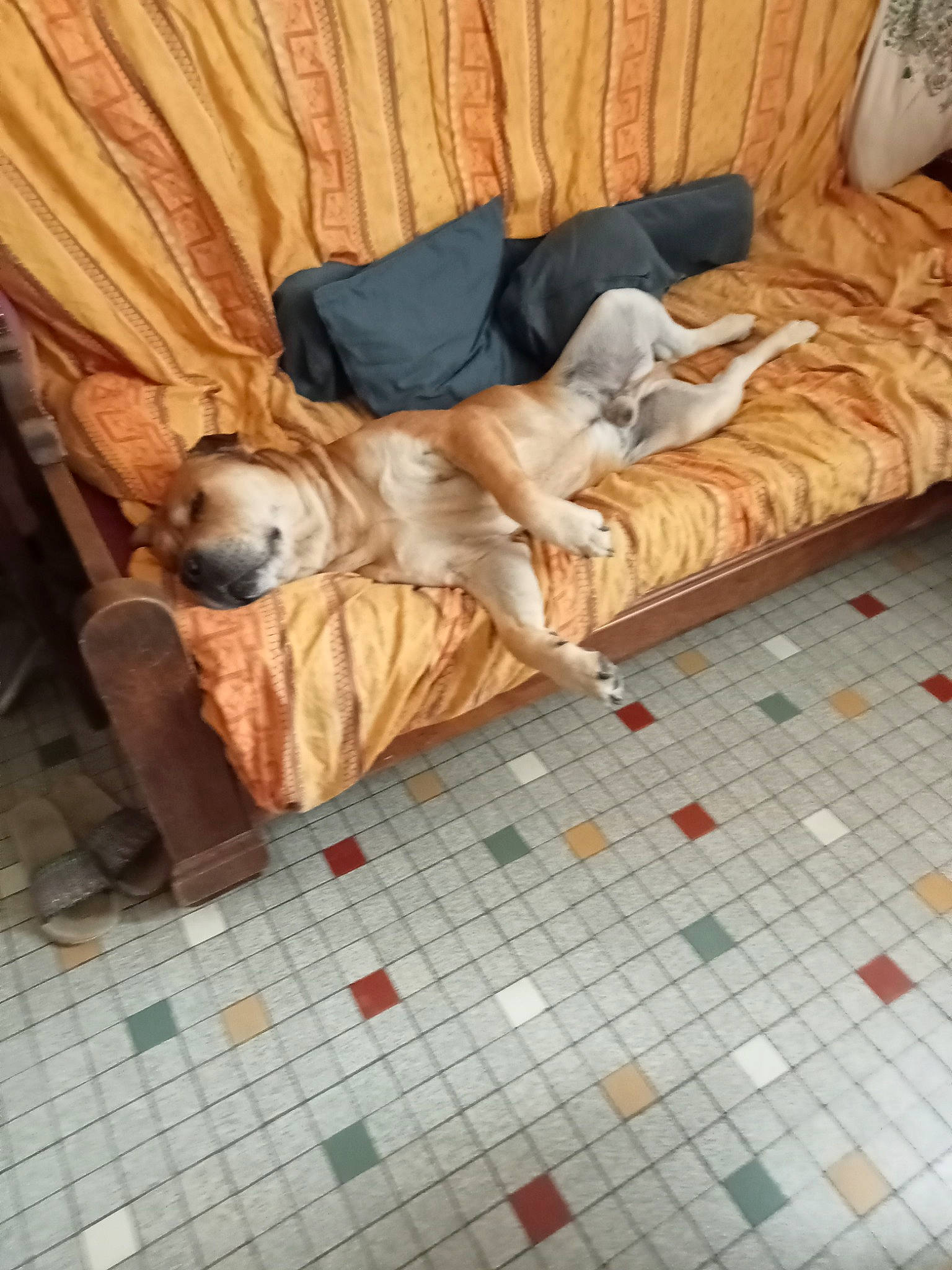 Minos participe au concours pour gagner de l'argent avec cette photo : brick, brickwork, carnivore, cobblestone, comfort, companion_dog, dog, dog_breed, fawn, floor, flooring, hardwood, human_leg, leisure, linens, road_surface, sidewalk, sitting, sporting_group, wood