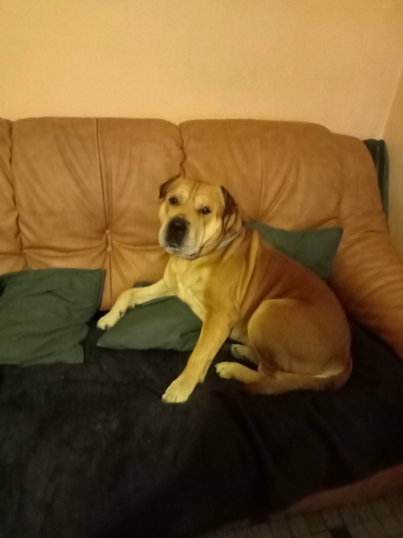 Minos a rejoint le concours — aidez-le/la à gagner de superbes lots ! ball, carnivore, comfort, companion_dog, couch, dog, dog_breed, dog_supply, fawn, floor, flooring, furniture, hardwood, linens, paw, retriever, sporting_group, tail, wood, working_animal