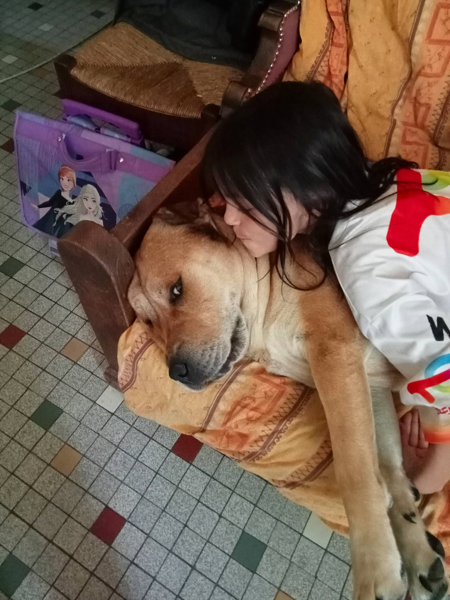 Minos a rejoint le concours — aidez-le/la à gagner de superbes lots ! bag, carnivore, child, companion_dog, dog, dog_breed, fawn, floor, flooring, fur, human_leg, luggage_and_bags, nap, selfie, sitting, sporting_group, sun_hat, thigh, toy, working_animal