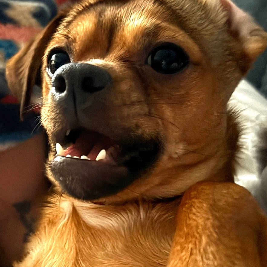 Bella Baby is registered to the contest to win money with this photo: animal, background_blur, brown_fur, canine, close_up, companion, couch, cute, dog, domestic, expression, fur, indoor, paw, pet, playful, portrait, relaxed, snout, teeth