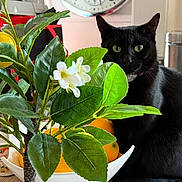 Smokey joined the competition — help win amazing prizes! black_cat, plant, green_leaves, white_flowers, fruit_bowl, oranges, indoor, kitchen, cat, pet, feline, curious, domestic, cozy, table, decor, houseplant, shiny_fur, still_life, natural_light