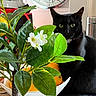 black_cat, plant, green_leaves, white_flowers, fruit_bowl, oranges, indoor, kitchen, cat, pet, feline, curious, domestic, cozy, table, decor, houseplant, shiny_fur, still_life, natural_light