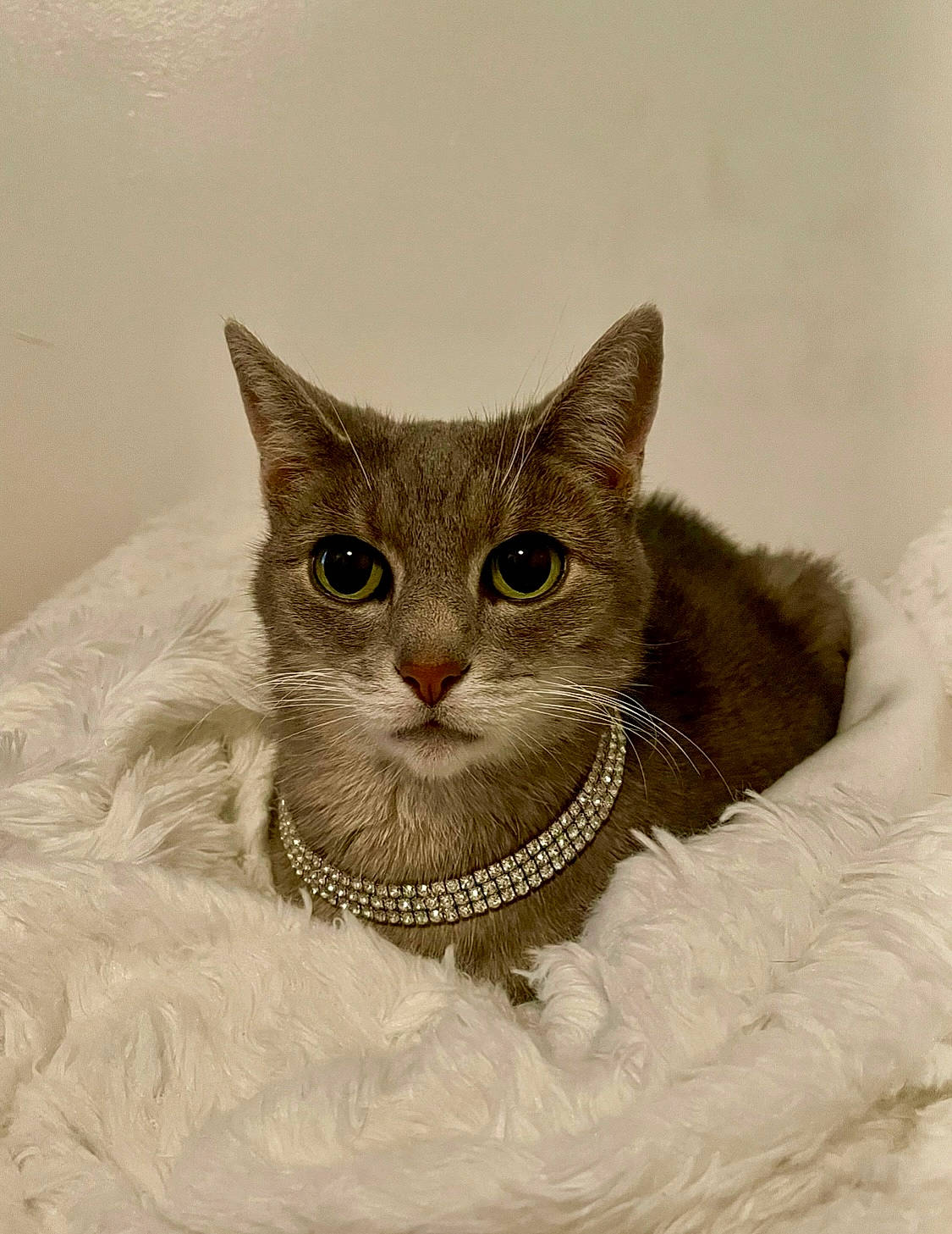 Charlie is registered to the contest to win money with this photo: art, carnivore, cat, collar, domestic_short_haired_cat, door, fawn, felidae, fur, illustration, paw, pet_supply, photo_caption, small_to_medium_sized_cats, snout, tail, terrestrial_animal, whiskers, window