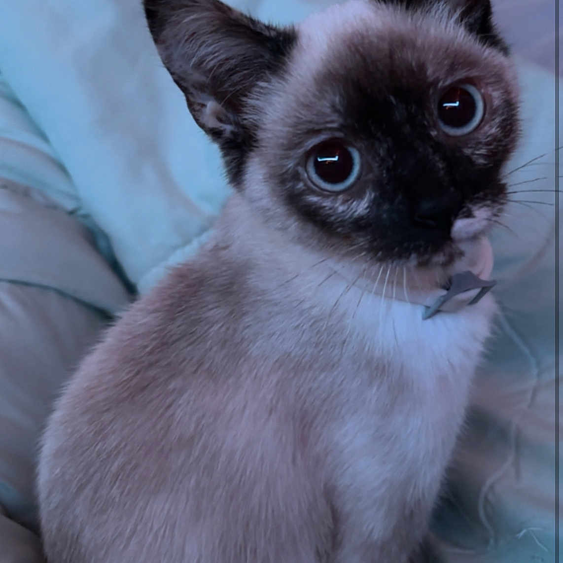 Salem is registered to the contest to win money with this photo: animal, cat, kitten, pet, siamese