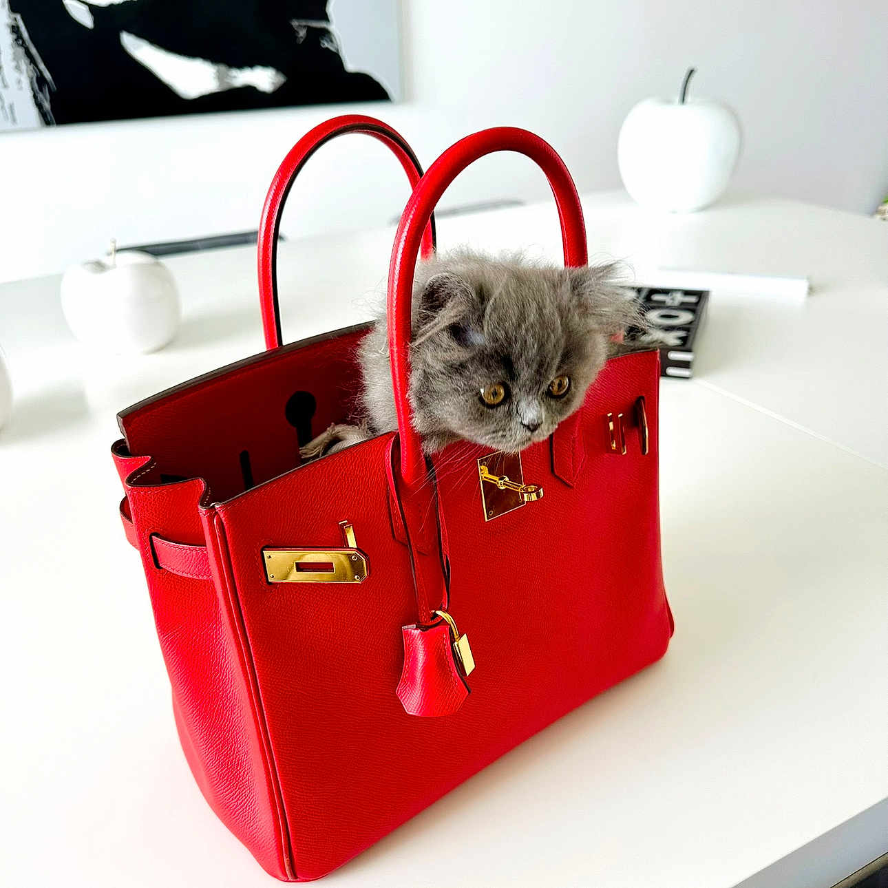Prince a rejoint le concours — aidez-le/la à gagner de superbes lots ! accessories, adult, animal, bag, bride, cat, female, handbag, kitten, manx, person, pet, purse, totebag, wedding, woman