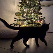 Alba a rejoint le concours — aidez-le/la à gagner de superbes lots ! cat, black_cat, christmas_tree, lights, ornaments, indoor, shadow, silhouette, floor, tile, decorations, holiday, night, dark, feline, pet, walking, home, cozy, festive
