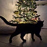 cat, black_cat, christmas_tree, lights, ornaments, indoor, shadow, silhouette, floor, tile, decorations, holiday, night, dark, feline, pet, walking, home, cozy, festive