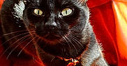 Alba participe au concours pour gagner de l'argent avec cette photo : cat, black_cat, pet, animal, feline, whiskers, ears, yellow_eyes, collar, leather, orange, sunlight, closeup, portrait, domestic_animal, fur, sitting, indoor, cute, curious