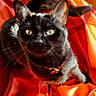cat, black_cat, pet, animal, feline, whiskers, ears, yellow_eyes, collar, leather, orange, sunlight, closeup, portrait, domestic_animal, fur, sitting, indoor, cute, curious