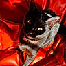 Alba participe au concours pour gagner de l'argent avec cette photo : black_cat, cat, pet, animal, feline, leather, red_leather, indoor, closeup, eyes, whiskers, collar, golden_eyes, texture, shadow, curiosity, mischief, fur, resting, portrait