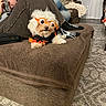 Maggie joined the competition — help win amazing prizes! dog, costume, glasses, eyeball_glasses, pet, living_room, couch, person, skeleton_socks, ottoman, blanket, pillow, carpet, phone, relaxing, brown, white_dog, casual, home, funny