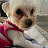 Maggie is registered to the contest to win money with this photo: dog, small_dog, white_fur, pink_shirt, close_up, indoor, pet, cute, curious, resting, soft_surface, fur, animal, companion, portrait, domestic, canine, friendly, house, cozy
