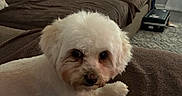 Maggie joined the competition — help win amazing prizes! dog, white_dog, fluffy, couch, brown_couch, pillows, living_room, carpet, lamp, window, curtains, cozy, pet, indoor, relaxing, furniture, home, small_dog, cute, animal