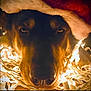 dog, santa_hat, christmas_lights, holiday, festive, close_up, warm_lighting, pet, animal, face, nose, fur, celebration, christmas, decorations, cozy, indoors, cute, holiday_spirit, christmas_theme