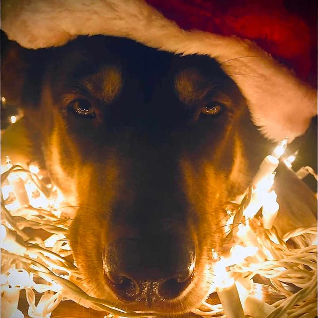 Luna is registered to the contest to win money with this photo: animal, celebration, christmas, christmas_lights, christmas_theme, close_up, cozy, cute, decorations, dog, face, festive, fur, holiday, holiday_spirit, indoors, nose, pet, santa_hat, warm_lighting