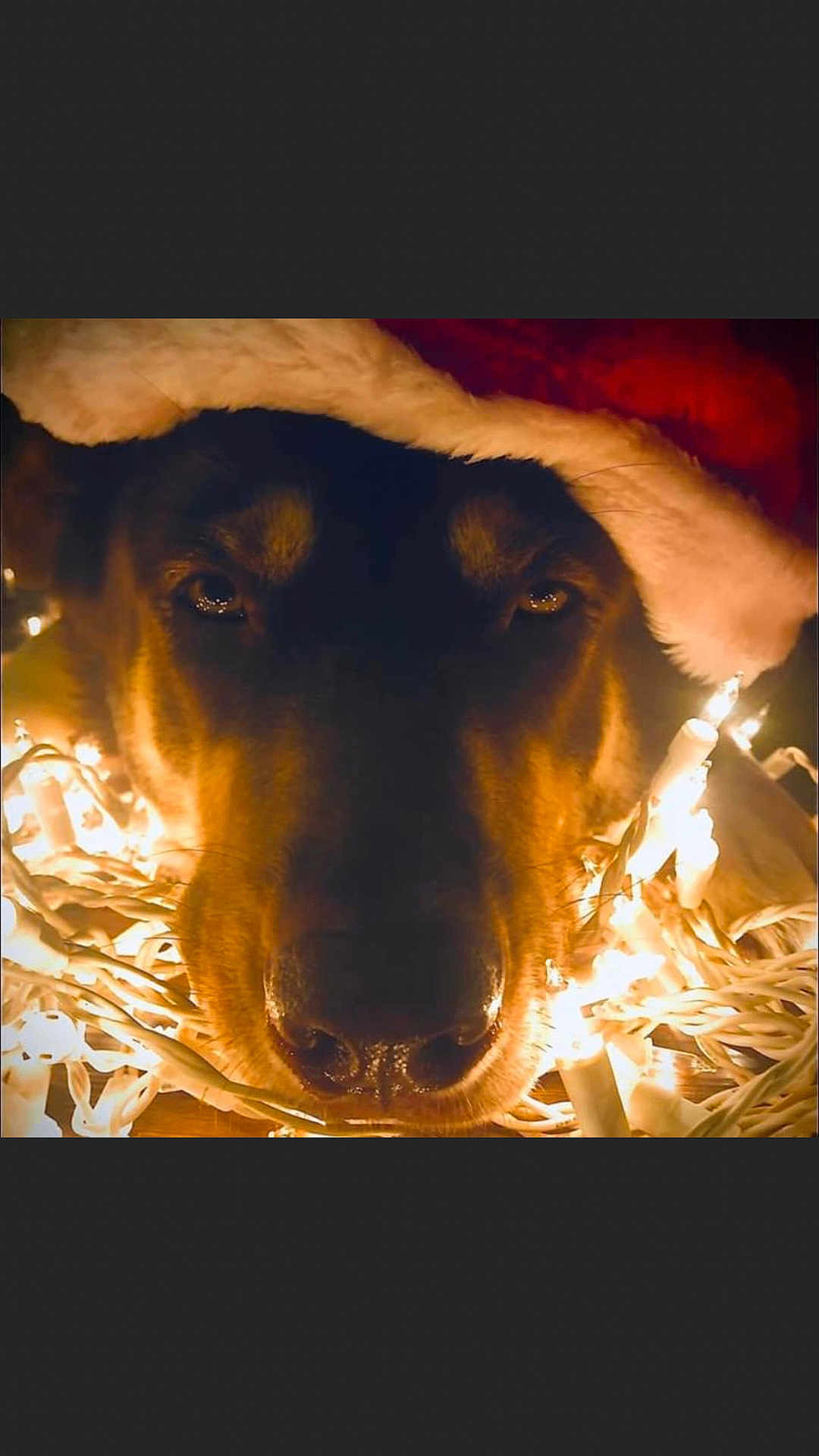 Luna is registered to the contest to win money with this photo: dog, santa_hat, christmas_lights, holiday, festive, close_up, warm_lighting, pet, animal, face, nose, fur, celebration, christmas, decorations, cozy, indoors, cute, holiday_spirit, christmas_theme
