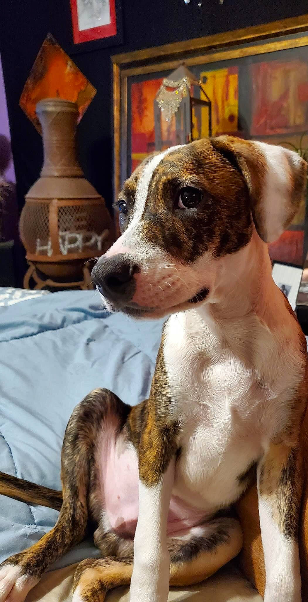 Levi joined the competition — help win amazing prizes! ancient_dog_breeds, artifact, canidae, carnivore, collar, comfort, companion_dog, dog, dog_breed, fawn, fur, non_sporting_group, picture_frame, porcelain, serveware, snout, sporting_group, whiskers, working_animal, working_dog