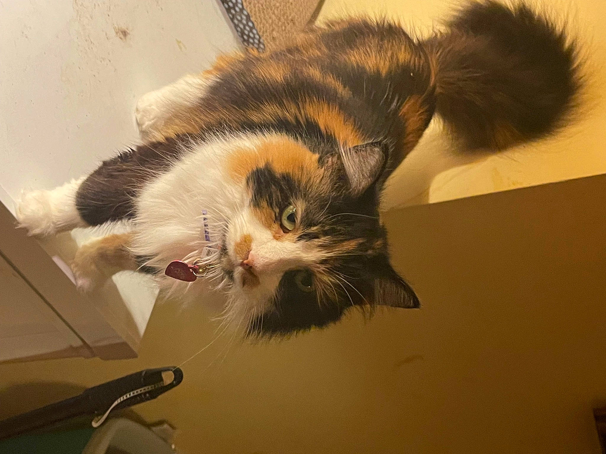 Paprika is registered to the contest to win money with this photo: carnivore, cat, claw, comfort, domestic_short_haired_cat, felidae, fur, paw, plant, room, small_to_medium_sized_cats, snout, tail, terrestrial_animal, whiskers