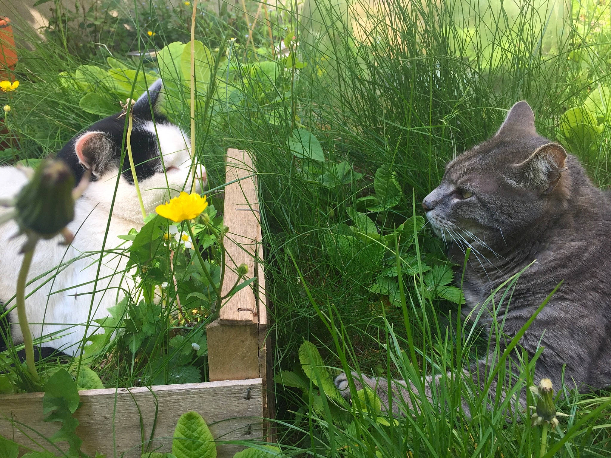 Swann Peaky a rejoint le concours — aidez-le/la à gagner de superbes lots ! botany, carnivore, cat, fawn, flower, flowerpot, grass, green, groundcover, lawn_ornament, leaf, mammal, petal, plant, plant_community, sculpture, shrub, vegetation, vertebrate, whiskers