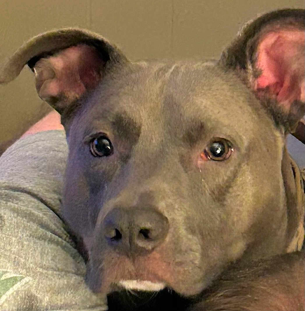 Gronk is registered to the contest to win money with this photo: animal, brown_fur, calm, canine, close_up, companion, dog, domestic, ears, eyes, face, fur, gray_shirt, indoor, muzzle, person_arm, pet, portrait, resting, snout