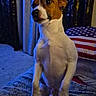 Buddy a rejoint le concours — aidez-le/la à gagner de superbes lots ! dog, small_dog, brown_and_white, sitting, indoor, curtains, american_flag, pillow, carpet, alert, pet, animal, cute, furniture, cozy, portrait, looking_up, fur, domestic_animal, home