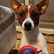 Buddy participe au concours pour gagner de l'argent avec cette photo : dog, toy, ball, indoor, ears, paws, brown_and_white, pet, looking_at_camera, floor, bedspread, pattern, closeup, playful, curious, animal, domestic, companion, cute, alert