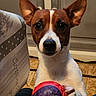 dog, toy, ball, indoor, ears, paws, brown_and_white, pet, looking_at_camera, floor, bedspread, pattern, closeup, playful, curious, animal, domestic, companion, cute, alert