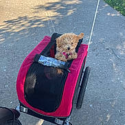 Maisie is registered to the contest to win money with this photo: dog, pet_stroller, sidewalk, outdoor, sunlight, curly_fur, small_dog, red, wheels, leash, canine, daylight, urban, animal, cute, fur, transport, park, walk, ear