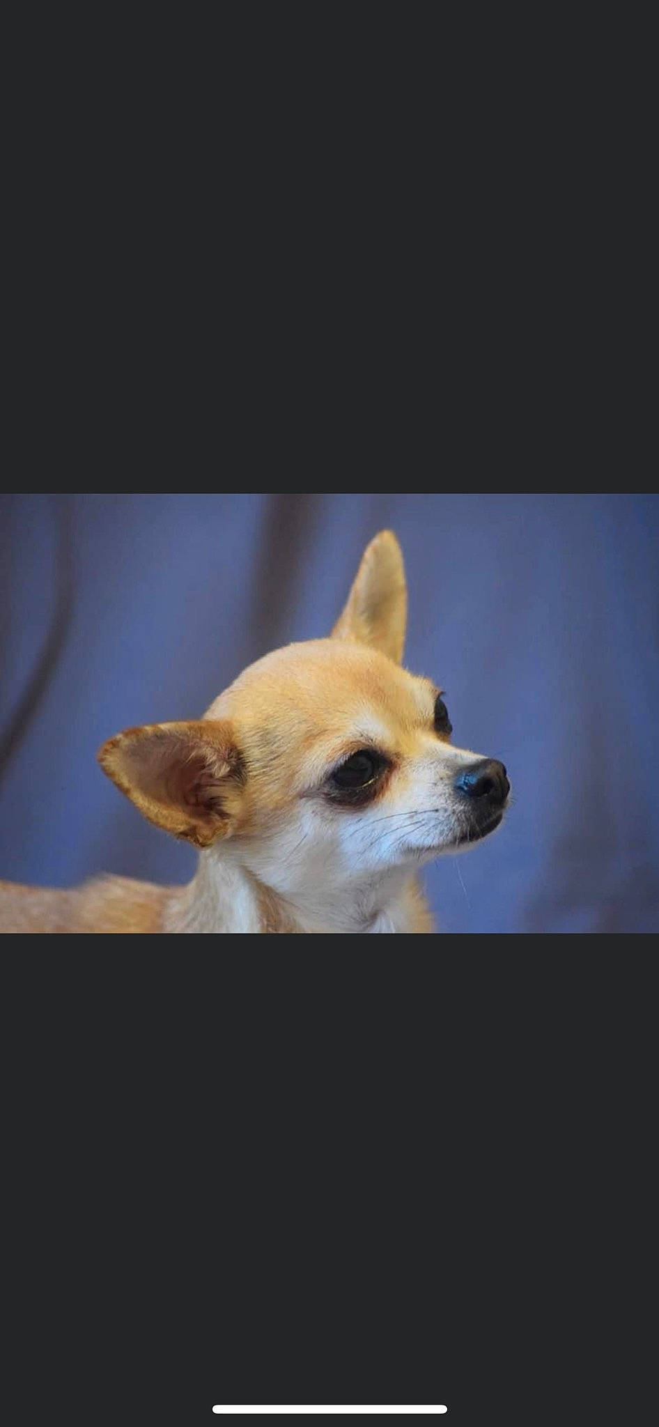 Kim a rejoint le concours — aidez-le/la à gagner de superbes lots ! ancient_dog_breeds, canidae, carnivore, companion_dog, corgi_chihuahua, dog, dog_breed, fawn, fur, non_sporting_group, snout, sporting_group, tail, terrestrial_animal, toy_dog, tree, whiskers, wildlife, wood